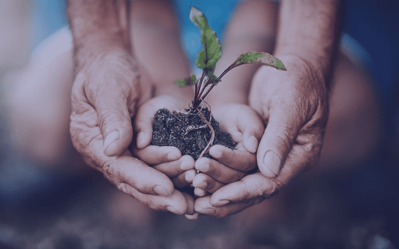 Bigger set of hands holding smaller hands with soil and a sapling