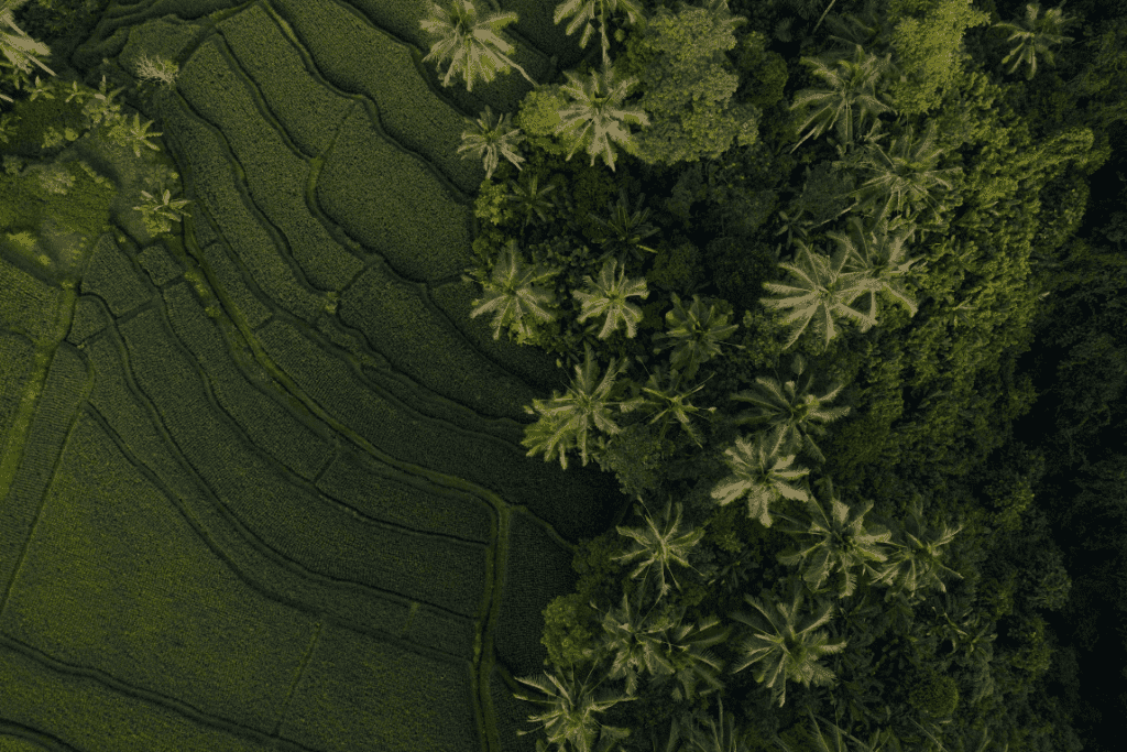 Sustainability in food in Indonesia