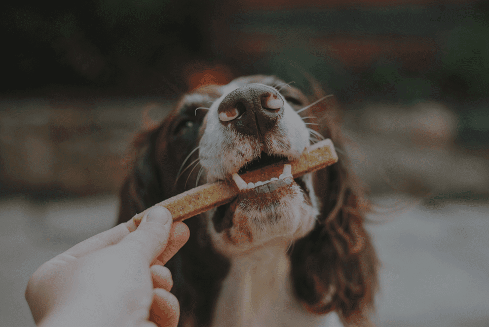 Dog Food in the US and Canada 