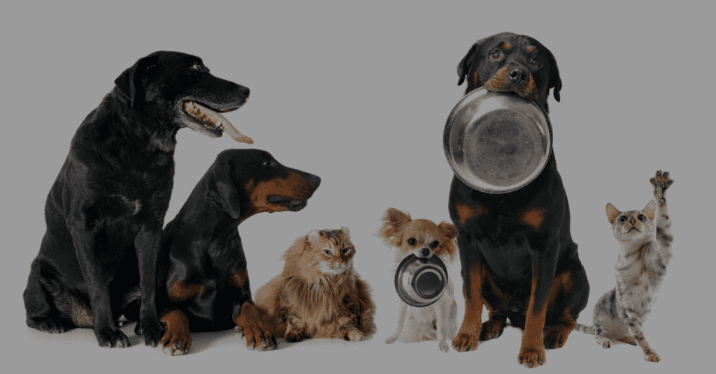 Pet food trends globally