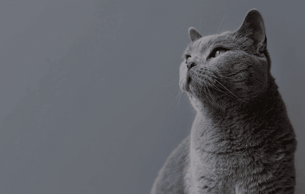 Cat Food in the US
