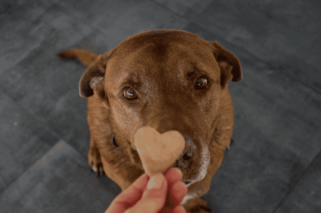 Dog food market trends in the US