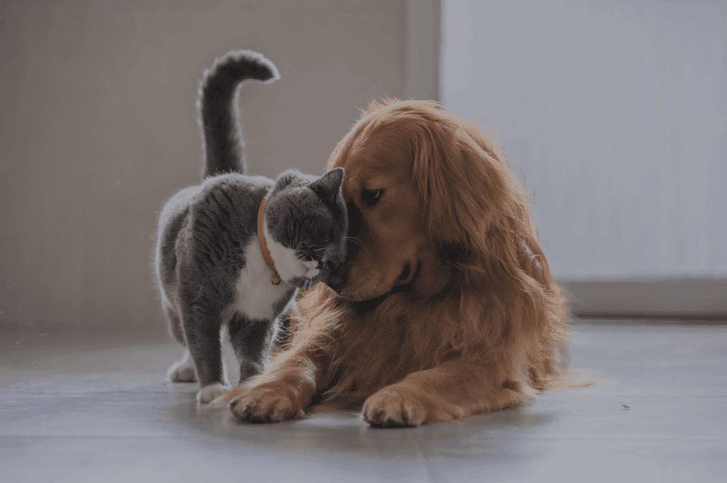 pet food trends