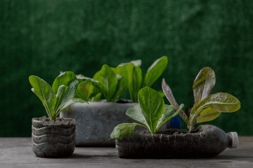 Global Upcycled Materials in Packaging
